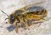 Andrena rhenana